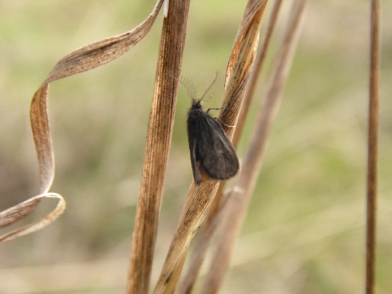 Psychidae?